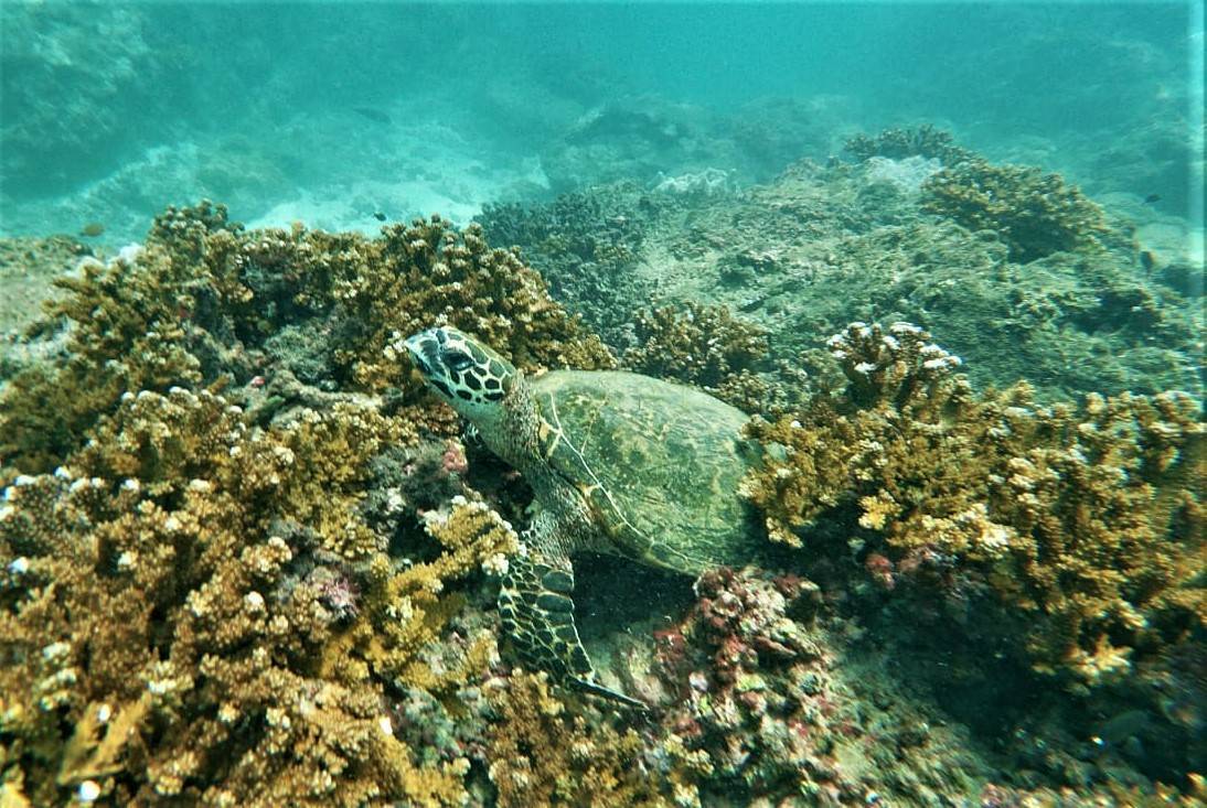 Caño Island Snorkeling Tour From Uvita Osa Great Adventure