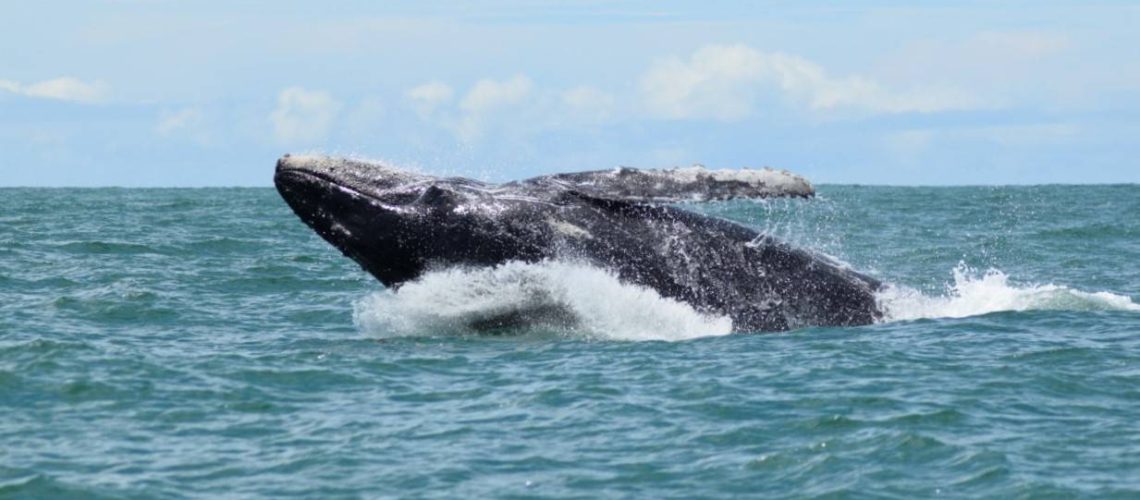 Whale Watching Tour-Marino Ballena National Park-Uvita-Osa Great Adventure (17)