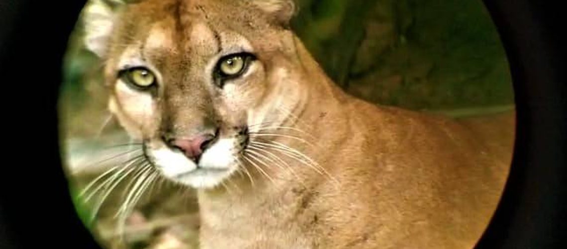 Puma Attacks in Corcovado National Park, Costa Rica | Osa Great Adventure