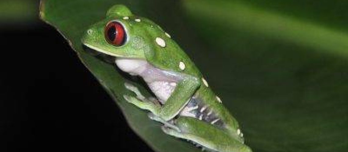 read eye leaf frog-night walk Drake Bay, Costa Rica.